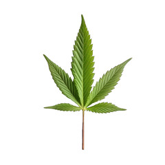  a fresh green cannabis leaf