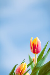 roten gelb Blum Tulpe