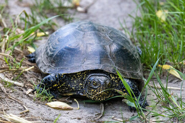 Flora And Fauna Of Reservoirs And Meadows