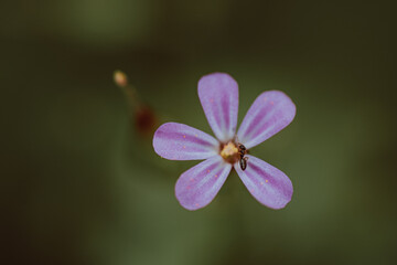 Amidst the grass, a tiny pink flower emerges, casting its subtle beauty upon the verdant landscape