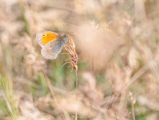 Small heath butterfly, coenonympha pamphilus, on a plant