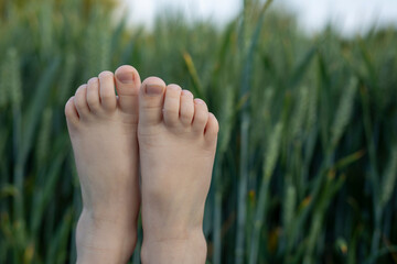 Children's bare feet on the background of green wheat