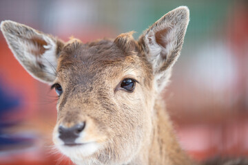Deer muzzle without antlers close-up.
