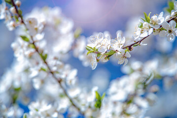 Cherry blossom branch in the garden in spring
