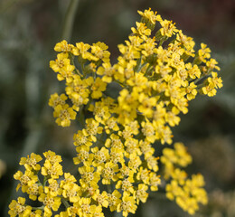 Fennel - foeniculum vulgare - yellow