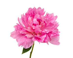 Pink peony flower with leaves isolated on white background.