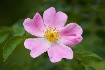 Closeup of briar flower