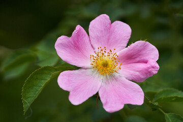 Closeup of briar flower