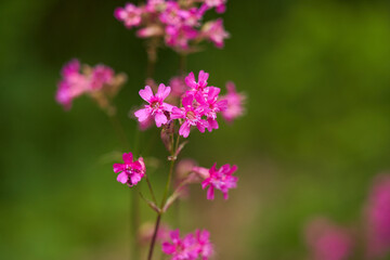 Pink wild flowers closeup