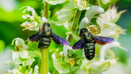 violet carpenter bees species xylocopa violacea. Blue-black wooden bee (Xylocopa violacea, german...