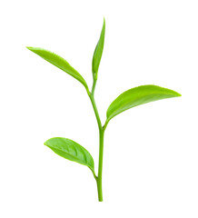 Fototapeta na wymiar Green tea leaf isolated on transparent png