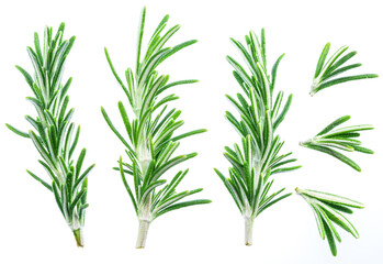 Set of green fresh rosemary twigs isolated on white background.