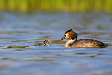 Great Crested Grebe with offspring