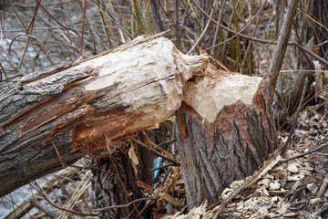 Trunks of trees on the shore of the lake gnawed and felled by a beaver