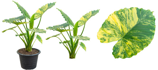 Close up Alocasia macrorrhizos or Giant Taro or giant Set of alocasia is a species of flowering Tropical plant in the arum family, yellow and green leaf , isolated on transparent background, PNG File