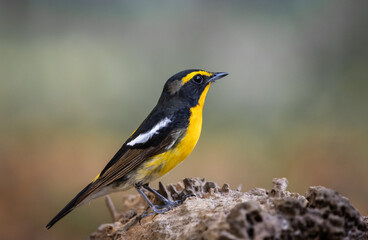 Narcissus Flycatcher animal portrait close up shot.