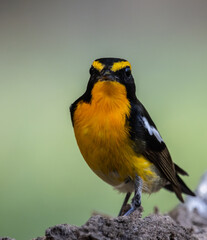 Naklejka premium Narcissus Flycatcher animal portrait close up shot.