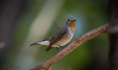 Red-breasted Flycatcher on the branch tree.