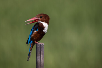 White-throated Kingfisher on dry branch animal porttrait shot.