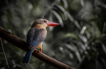 Stork-billed Kingfisher on the branch tree.