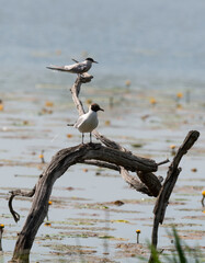 Mouette rieuse,.Chroicocephalus ridibundus, Black headed Gull, Sterne pierregarin, Sterna hirundo, Common Tern