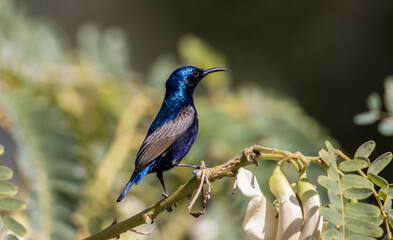 Purple sunbird on the branch tree.