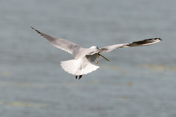Obraz premium Mouette rieuse,.Chroicocephalus ridibundus, Black headed Gull