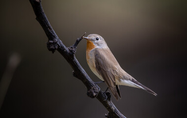 Red-breasted Flycatcher on the branch tree animalportrait.