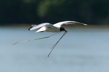 Mouette rieuse,.Chroicocephalus ridibundus, Black headed Gull