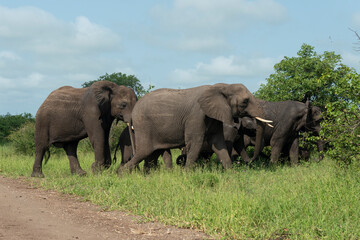 Fototapeta premium Éléphant d'Afrique, Loxodonta africana, Parc national Kruger, Afrique du Sud