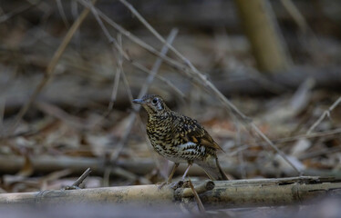 White's Thrush (Zoothera aurea) in the forest animal portrait.