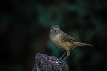 Oriental Reed Warbler Standing on a tree stump with a black background.
