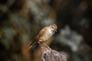 Oriental Reed Warbler Standing on a tree stump with a black background.
