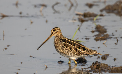 Pintail Snipe on the ground animal portrait.
