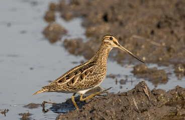 Pintail Snipe on the ground animal portrait.