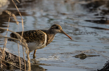 greater painted-snipe on the ground close up shot ( Animal portrait ).