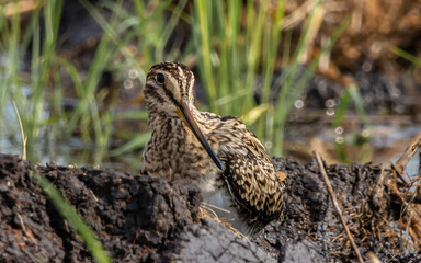 Pintail Snipe on the ground animal portrait.