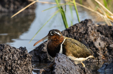 greater painted-snipe on the ground close up shot ( Animal portrait ).