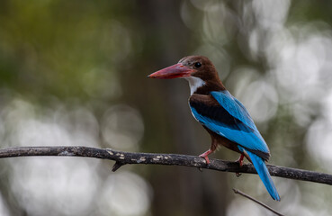 White-throated Kingfisher on the branch tree animal portrait.