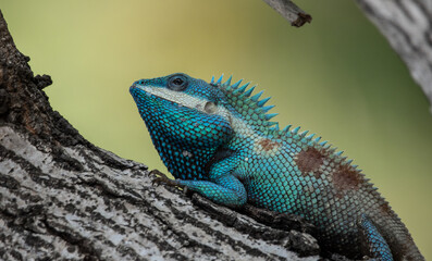 Siamese blue crested lizard on tree close up shot.