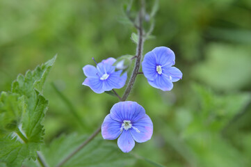 Closeup of tiny blue flowers