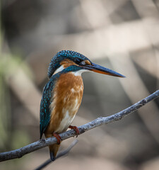 Common Kingfisher on the branch tree animal portrait.