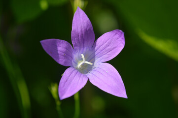 Closeup of a bluebell flower
