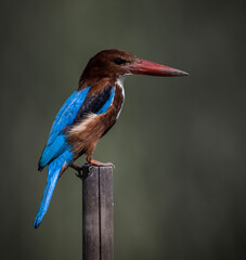 White-throated Kingfisher on dry branch animal porttrait shot.