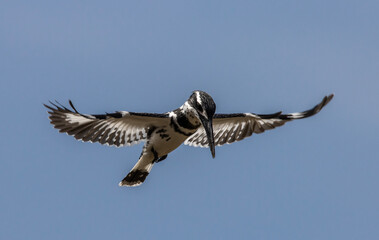 Pied Kingfisher was flying in the air looking for fish in the river.