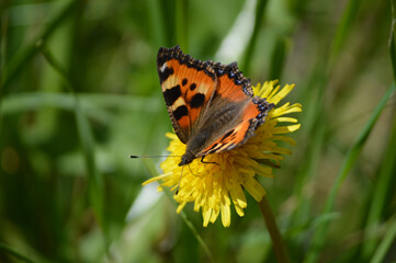 Closeup of a butterfly on the dandelion