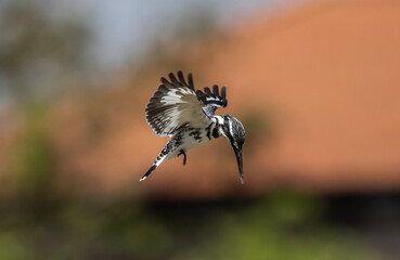 Pied Kingfisher was flying in the air looking for fish in the river.