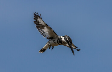 Pied Kingfisher was flying in the air looking for fish in the river.