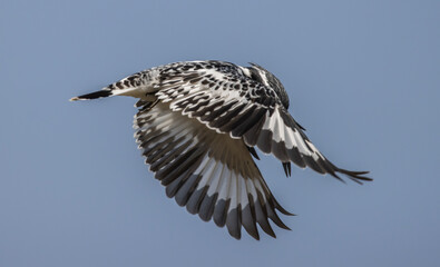 Pied Kingfisher was flying in the air looking for fish in the river.