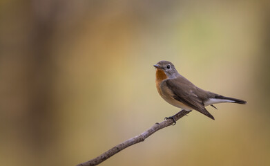 Red-breasted Flycatcher on the branch tree animalportrait.